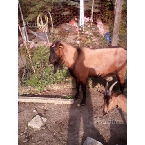 Capretti saanen e camosciate