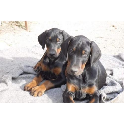 Cuccioli di dobermann