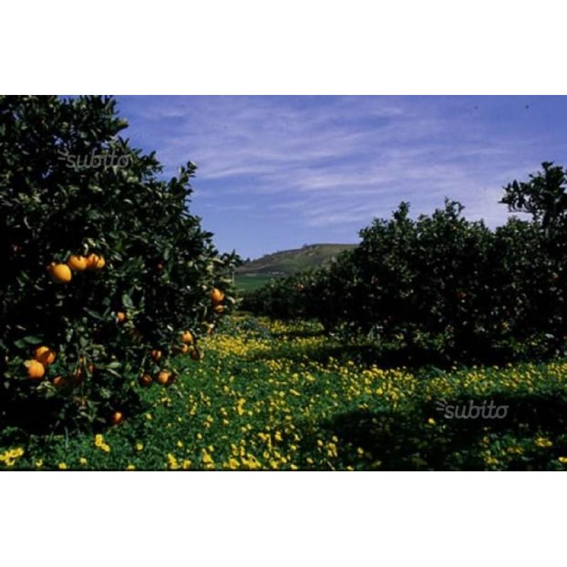 Azienda Agrumicola -