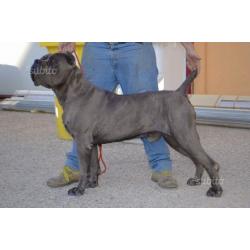 Cuccioli di cane corso
