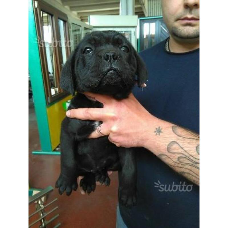 Cuccioli di cane corso