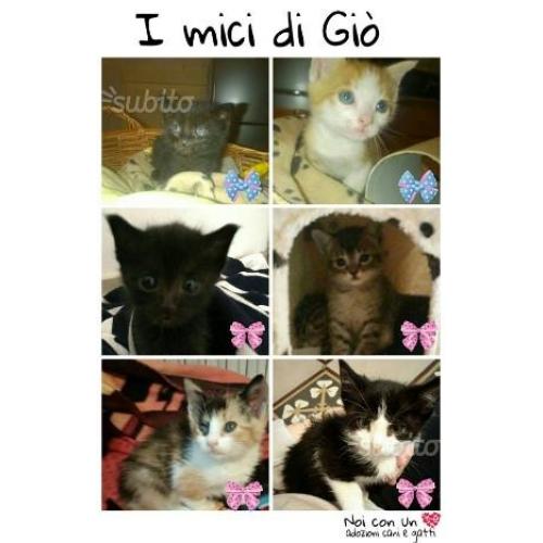 Adozione gatti