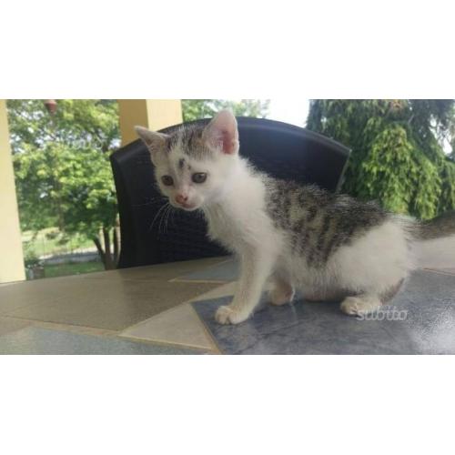 Regalo gattino