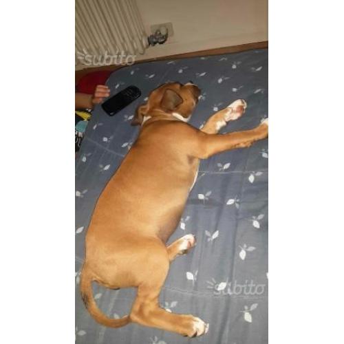 Cucciola american staffordshire