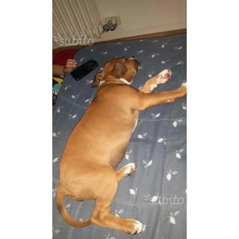 Cucciola american staffordshire