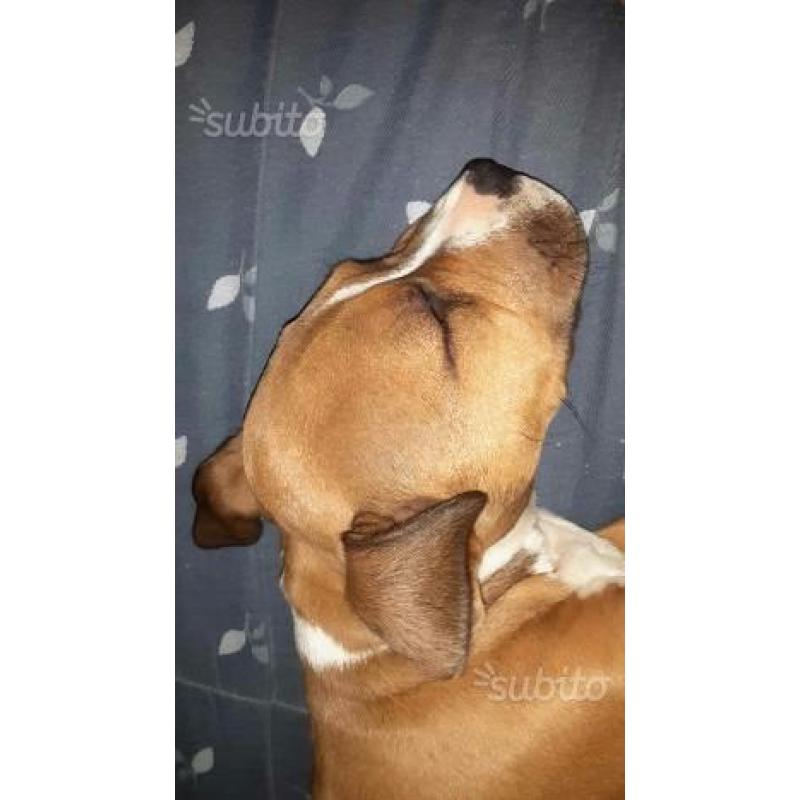 Cucciola american staffordshire