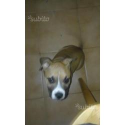 Cucciola american staffordshire