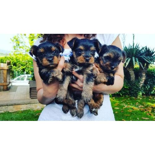 Cuccioli di yorkshire