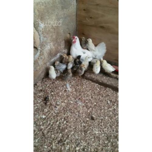 Galline francesine