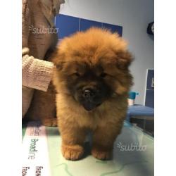 Ultima chow chow