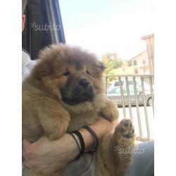 Ultima chow chow