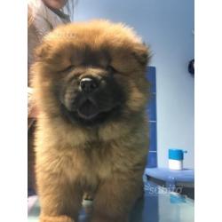Ultima chow chow