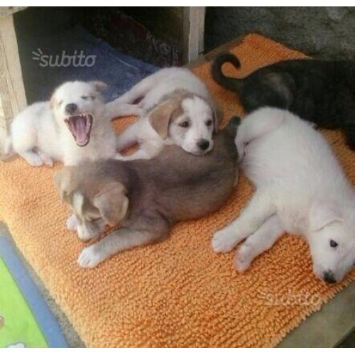 Cuccioli in adozione