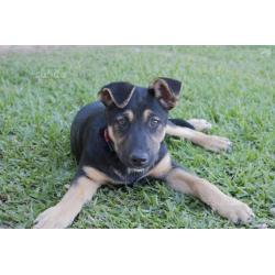 Cuccioli 4 mesi mix pastore tedesco. Adozione