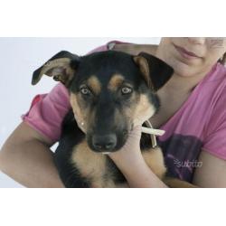 Cuccioli 4 mesi mix pastore tedesco. Adozione