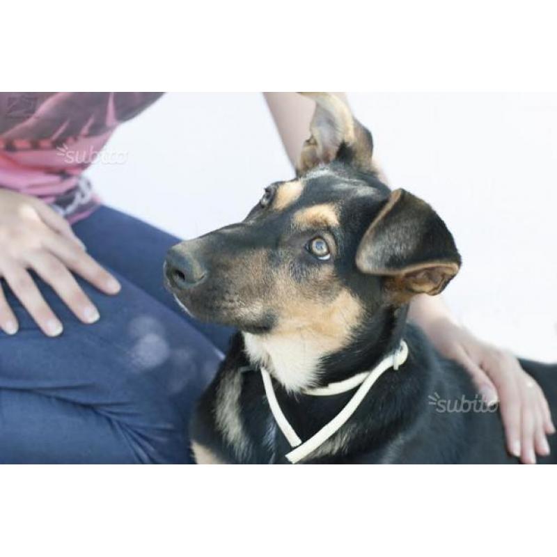 Cuccioli 4 mesi mix pastore tedesco. Adozione