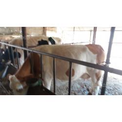 Mucche simmental