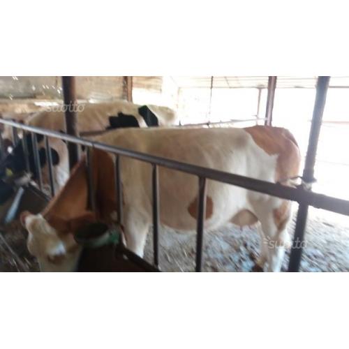 Mucche simmental