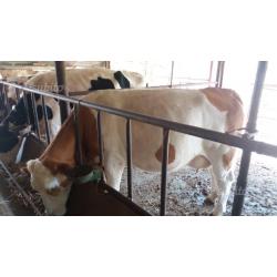 Mucche simmental