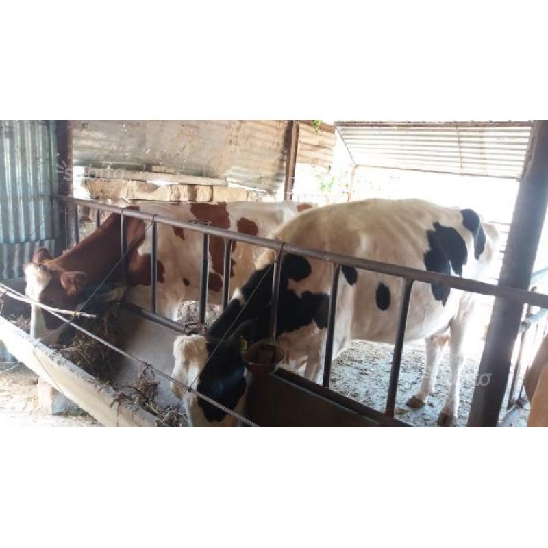 Mucche simmental