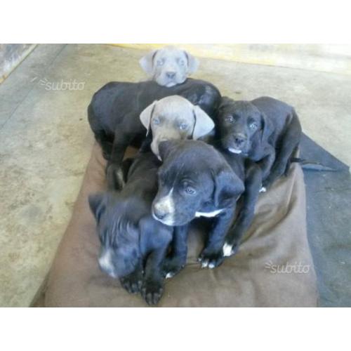 Cane Corso