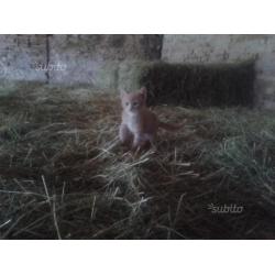 Simpatici cuccioli