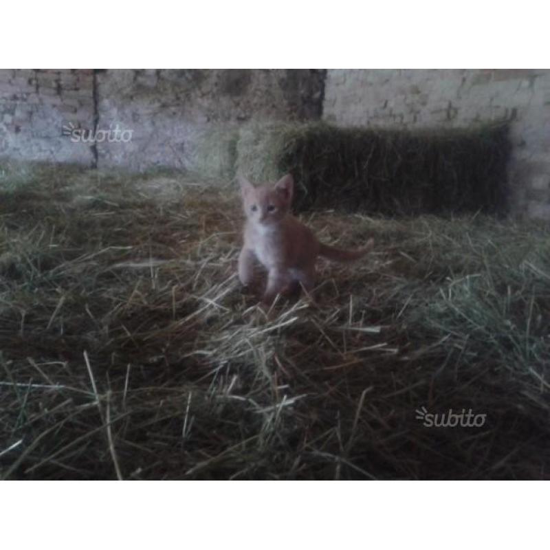 Simpatici cuccioli