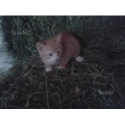 Simpatici cuccioli