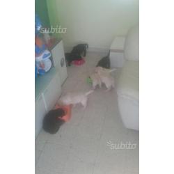 Cuccioli di Labrador