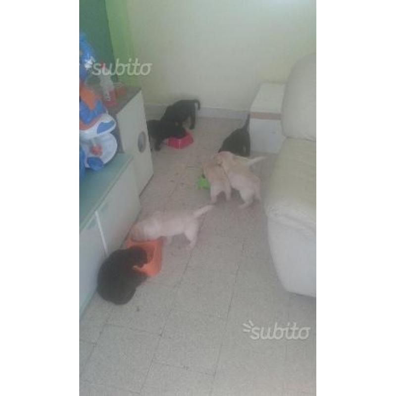 Cuccioli di Labrador