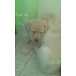 Cuccioli di Labrador