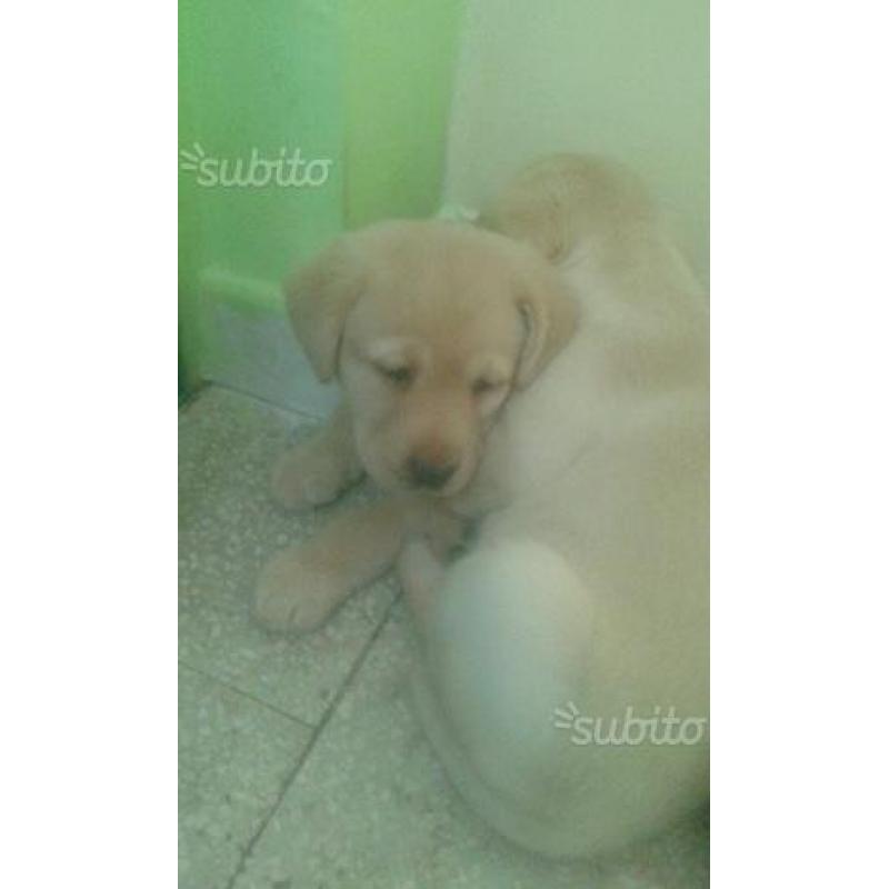 Cuccioli di Labrador
