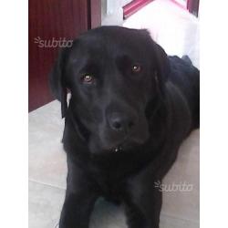 Cuccioli di Labrador
