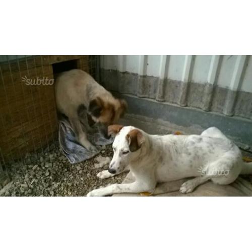 Che coppia GRETA E BUONO IN ADOZIONE