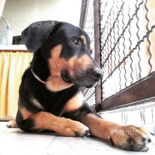 Regalo cane da guardia