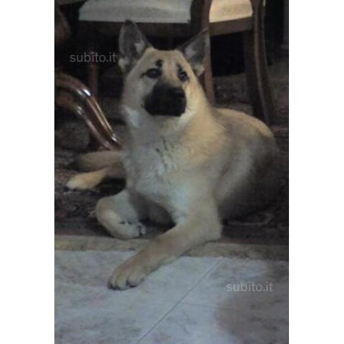 Cane incrocio labrador