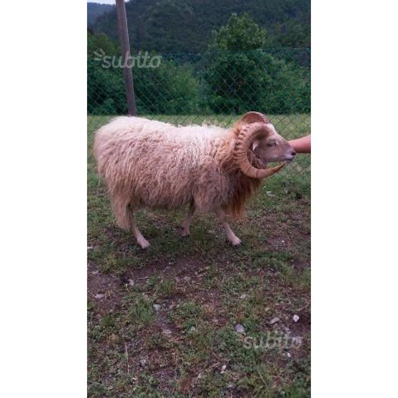 Pecora nana