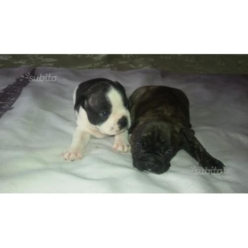 Cuccioli di bulldog francese