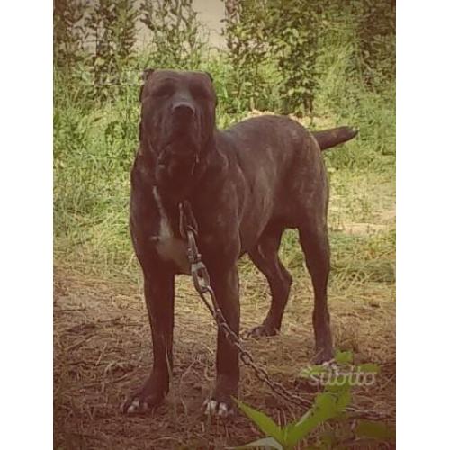 Cane corso rustico tradizionale
