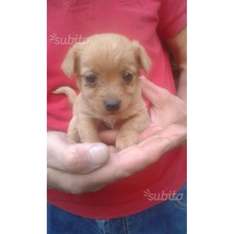 Cuccioli in regalo
