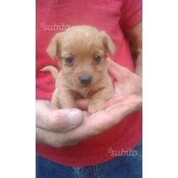 Cuccioli in regalo