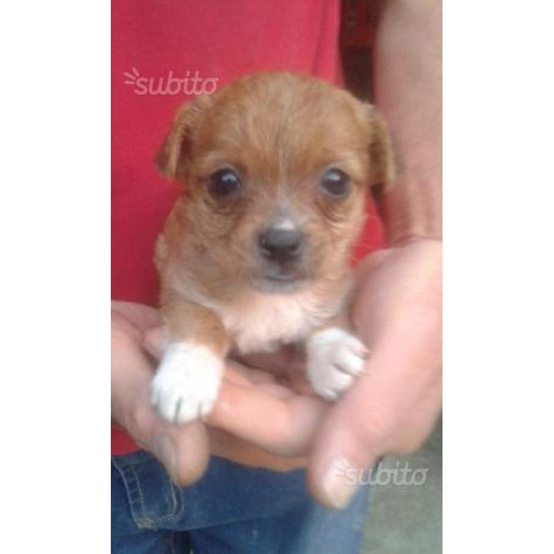 Cuccioli in regalo