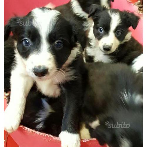 Border collie