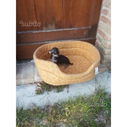 Chihuahua
