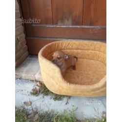 Chihuahua