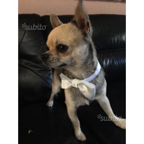 Pepito