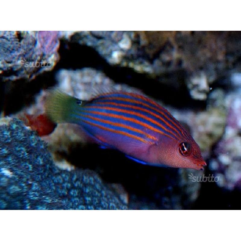 Pesci acquario marino