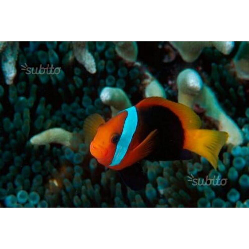 Pesci acquario marino