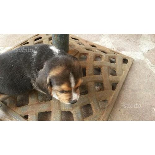 Cuccioli beagle