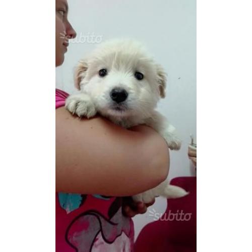 Cucciolo bianco in adozione